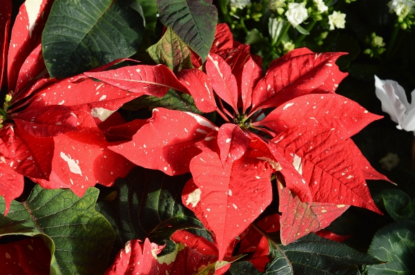 Plant leaf flower petal Photo