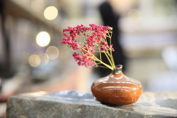 Foto Tanaman teh pagi daun