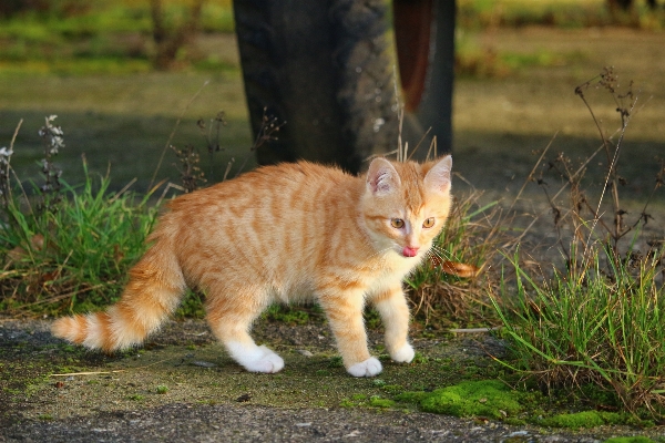 Grass wildlife kitten cat Photo