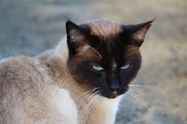 Foto Anak kucing mamalia fauna