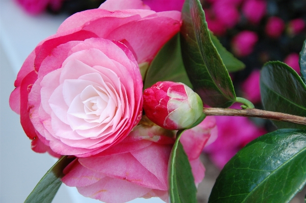 Blossom plant flower petal Photo