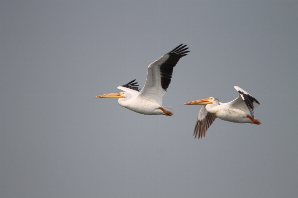 Foto Natura uccello ala marino
