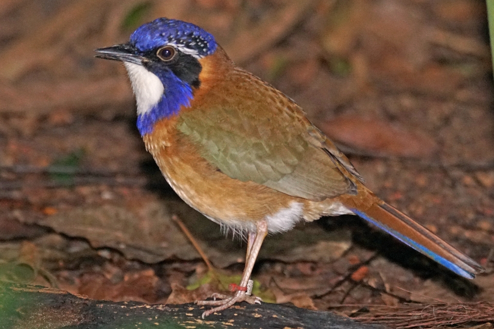 鸟 野生动物 喙 robin