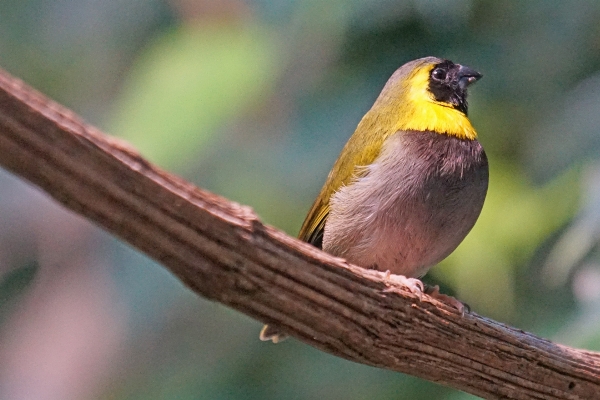 Branch bird prairie wildlife Photo