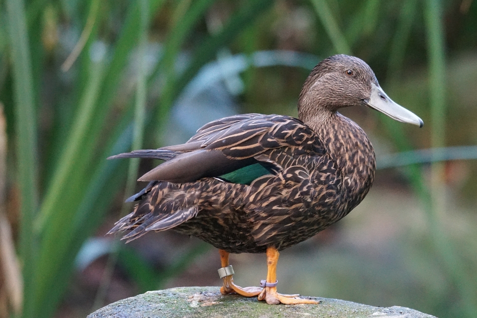 Alam burung sayap margasatwa