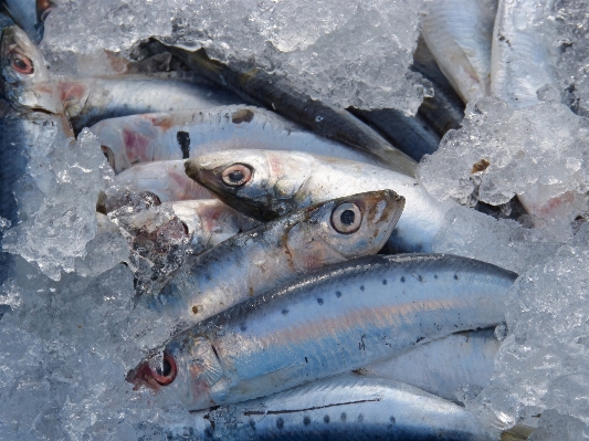 Fish sardine vertebrate milkfish Photo