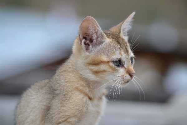 Animal cute pet fur Photo