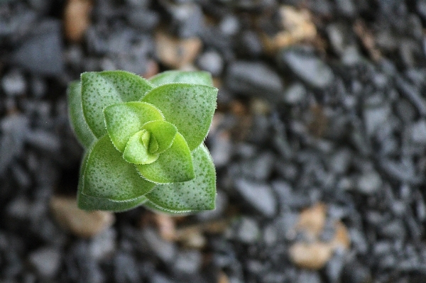 自然 rock 植物 葉 写真