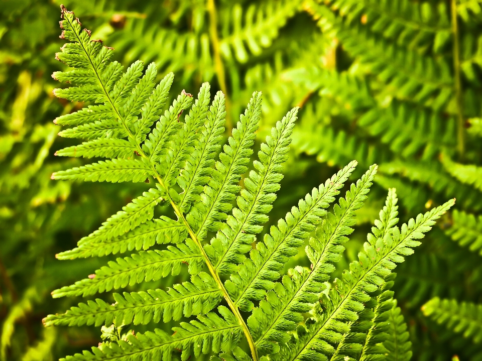 Arbre nature forêt bifurquer