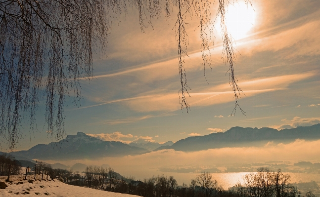 風景 木 水 自然 写真