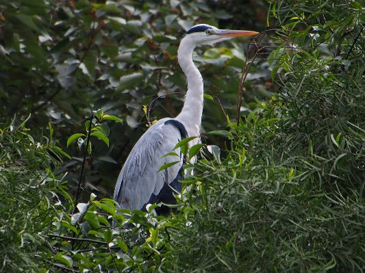 Foto Pájaro fauna silvestre pico