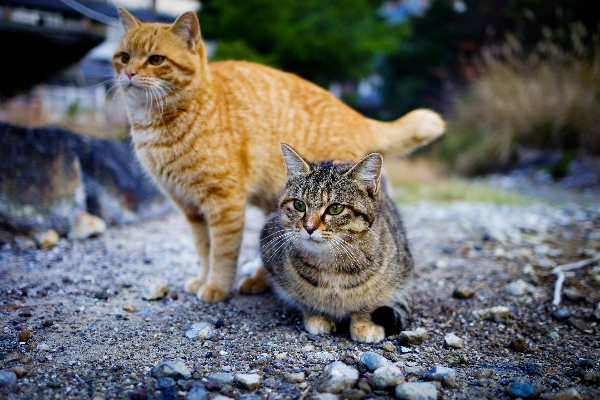 Photo Animal chaton chat mammifère