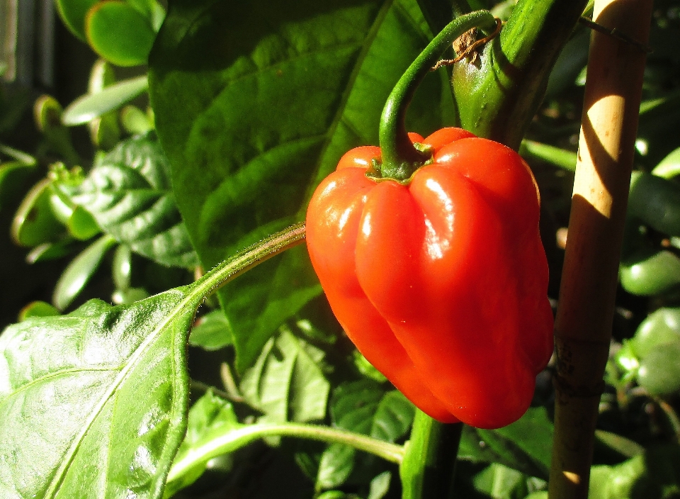 Planta fruta flor alimento