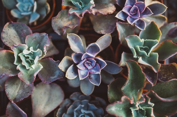 Growth plant leaf flower Photo