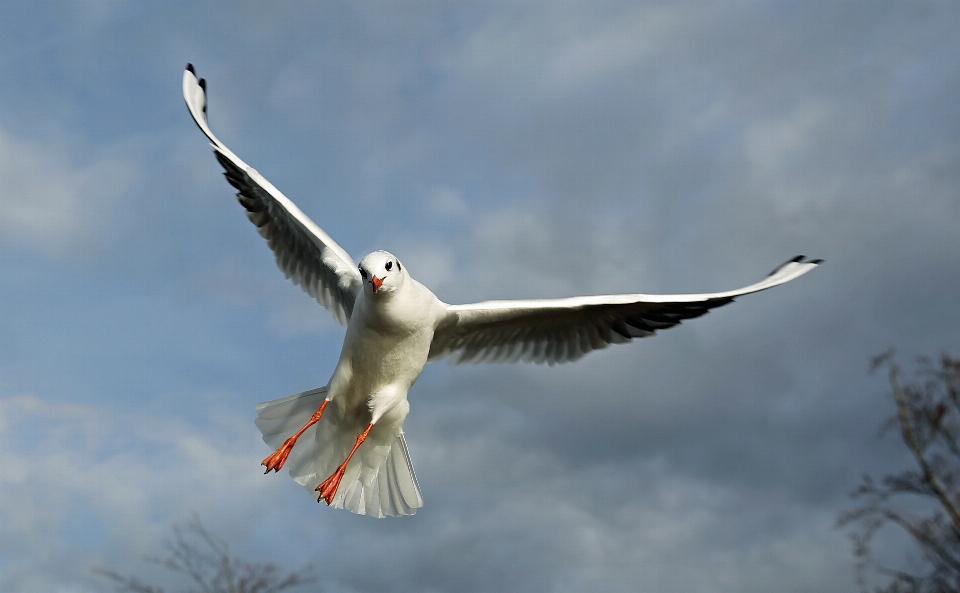 Burung sayap langit udara