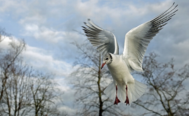 Photo Paysage eau nature oiseau