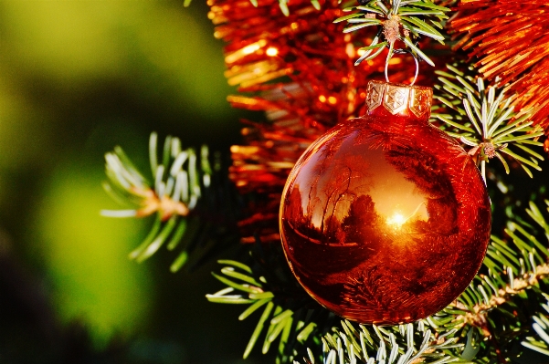 Foto Albero ramo pianta foglia