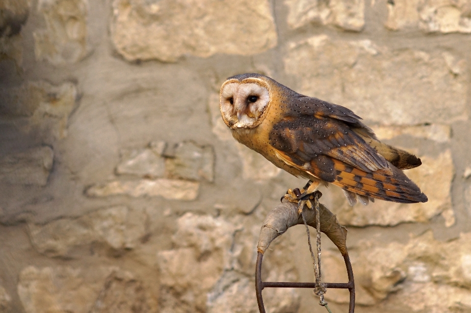 鳥 野生動物 嘴 急速