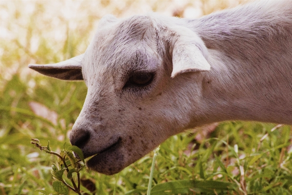 Grass hair white farm Photo