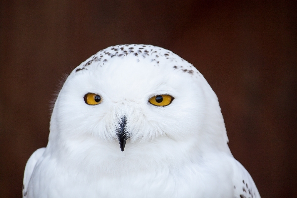 Photo Oiseau aile blanc le bec