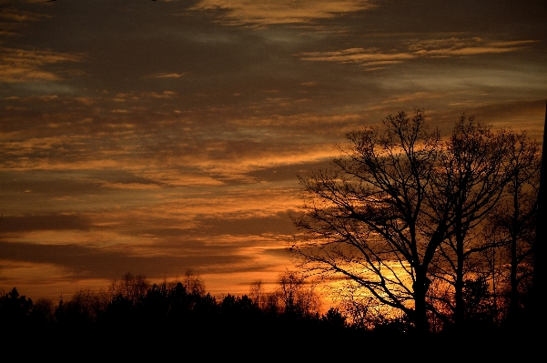 Landscape tree nature horizon Photo