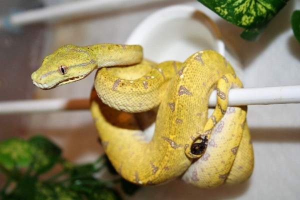 Photo Reptile jaune australie serpent