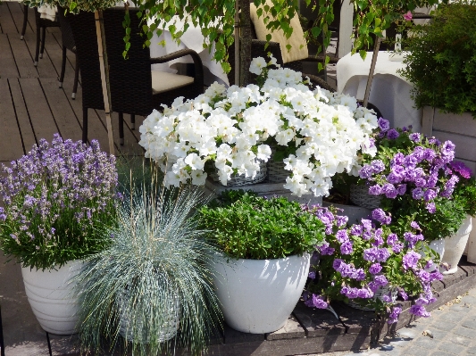 Nature plant flower pot Photo