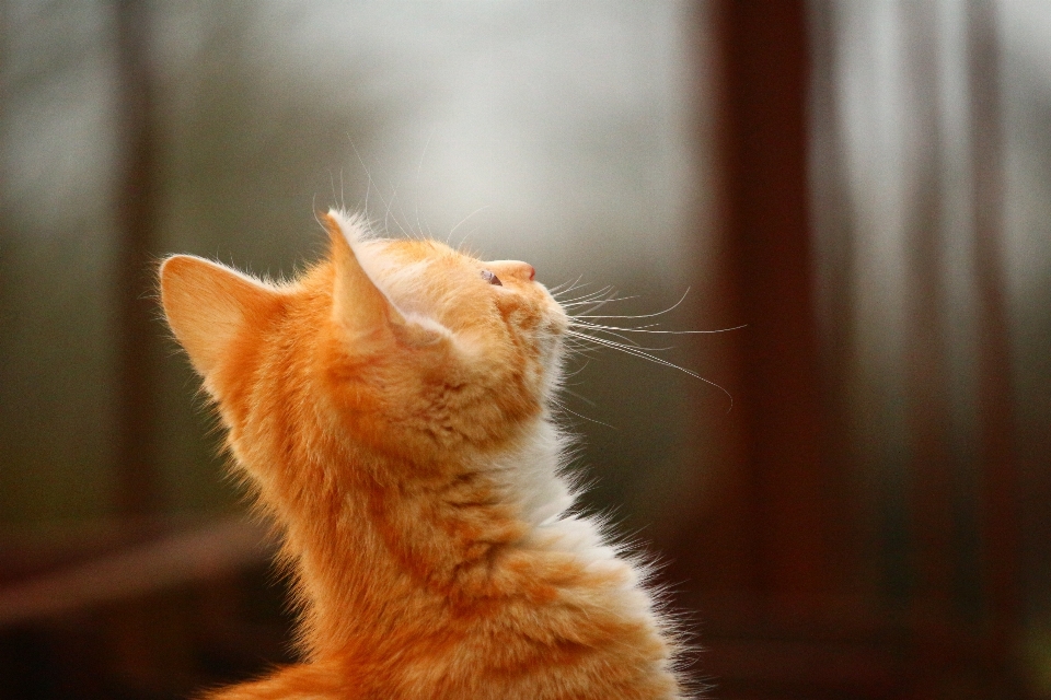 Gatinho gato mamífero fauna