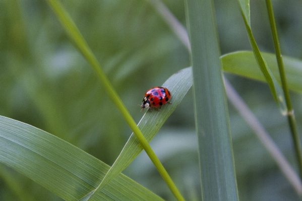 Nature grass plant photography Photo