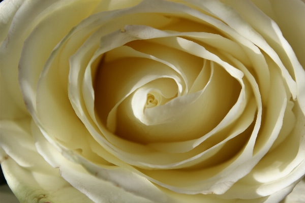 Blossom plant white flower Photo