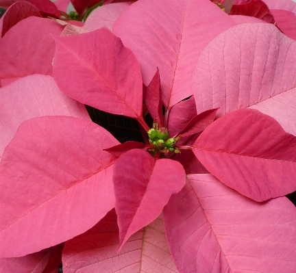 Blossom winter plant leaf Photo