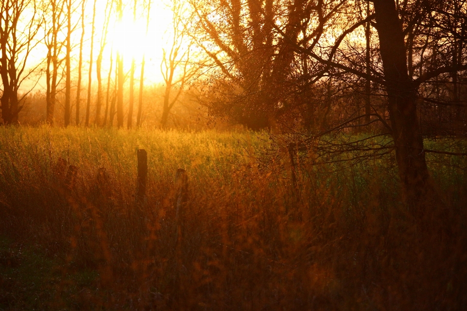 Baum natur wald gras