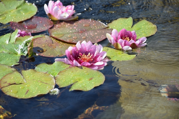 Foto Plantar folha flor lago