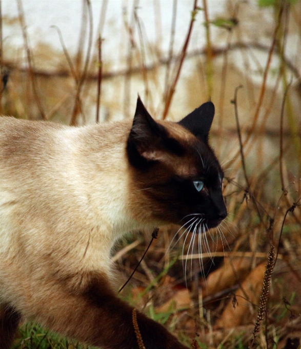 Cat mammal fauna siam