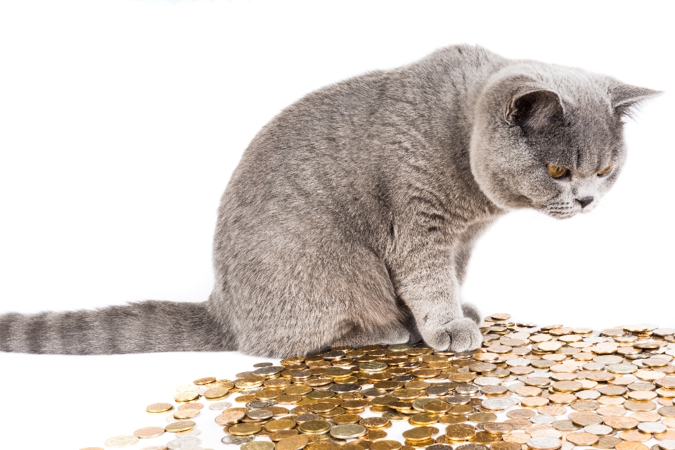 Cat money mammal pets