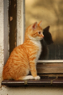 Window kitten cat mammal Photo