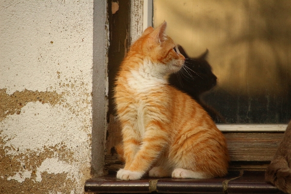 Window kitten cat mammal Photo