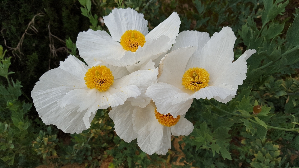 Naturaleza florecer planta blanco