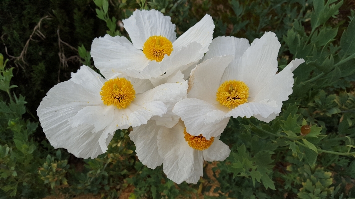 自然 花 植物 白 写真