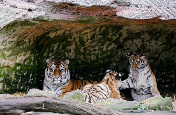 Foto Bermain margasatwa kebun binatang kucing