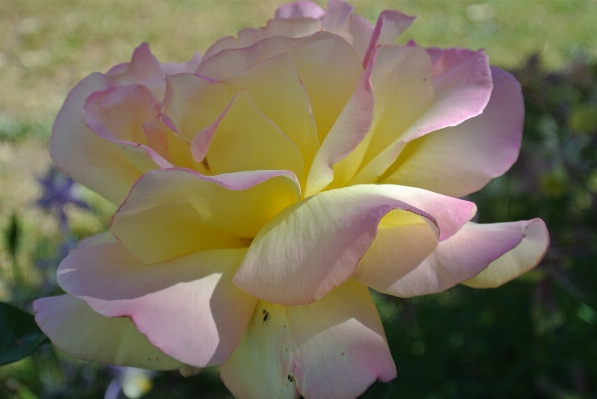 Nature blossom plant white Photo