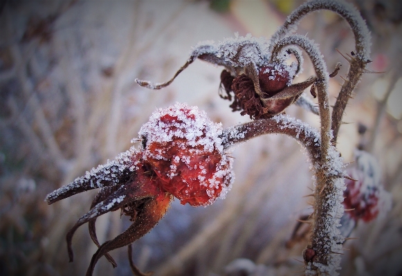 Photo Nature bifurquer fleurir neige