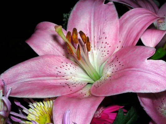 Blossom plant flower petal Photo