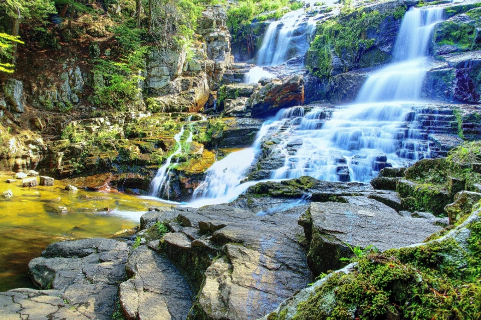 風景 水 自然 森