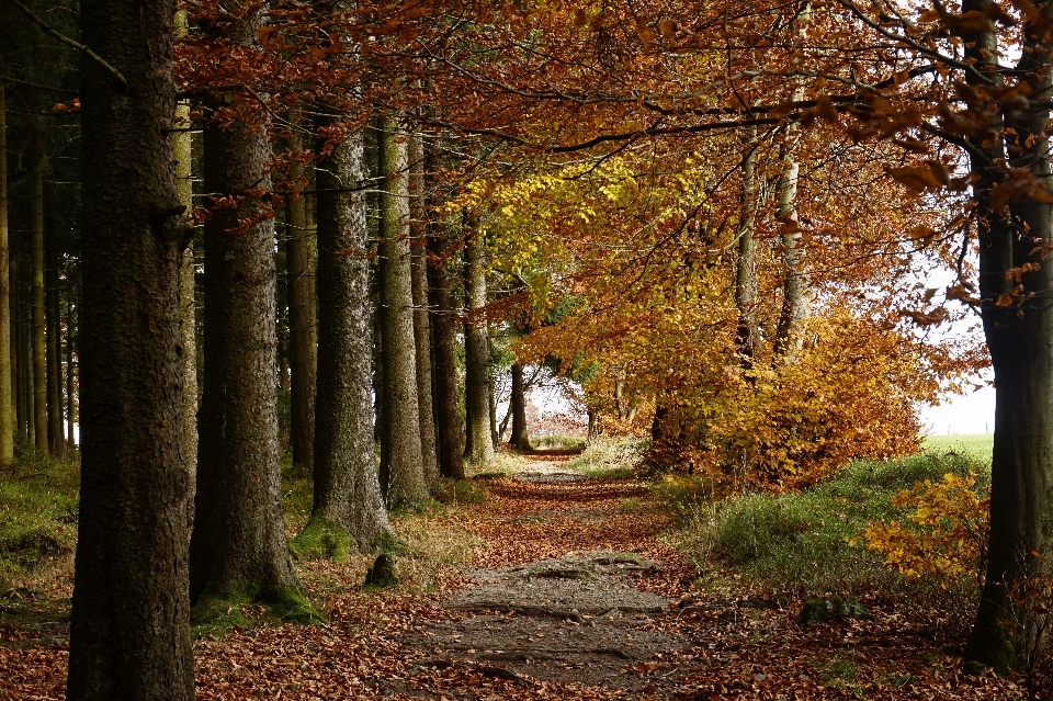 Landscape tree nature forest