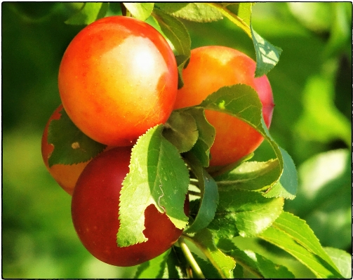 Apple branch plant fruit Photo