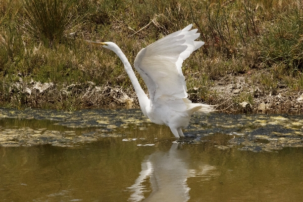 Water nature swamp bird Photo