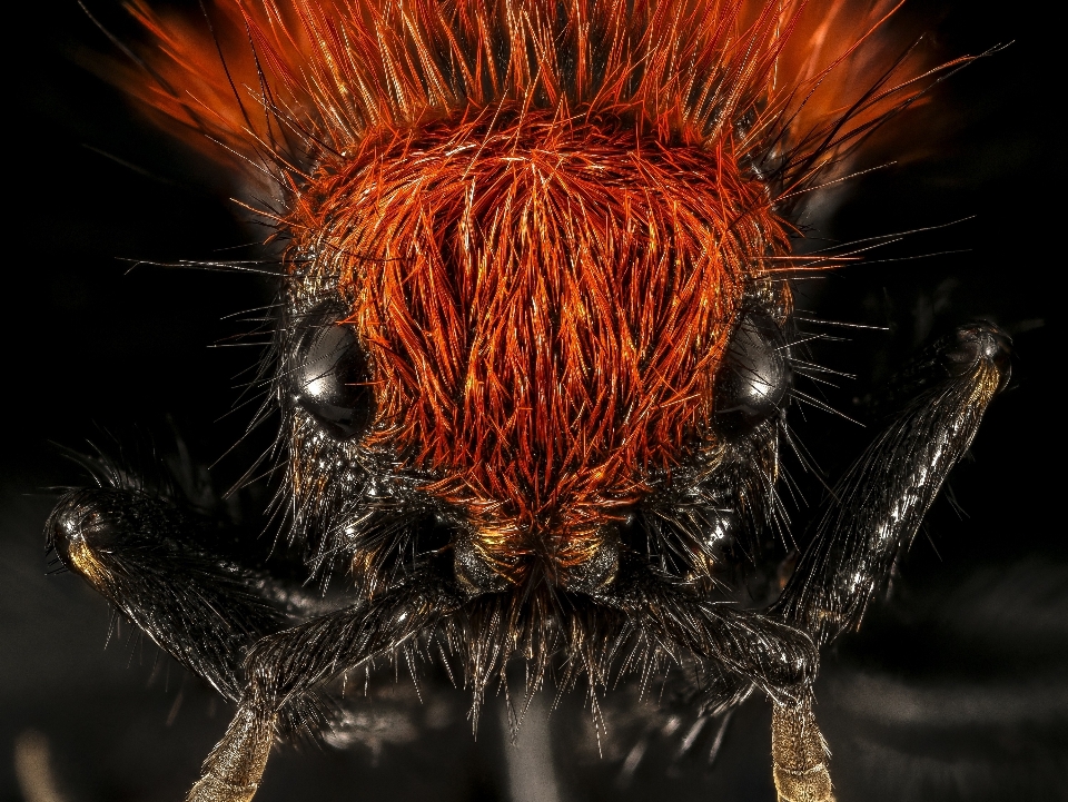 Natur fotografie tierwelt insekt