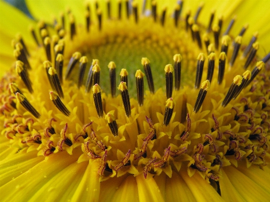 Blüte anlage fotografie blatt Foto