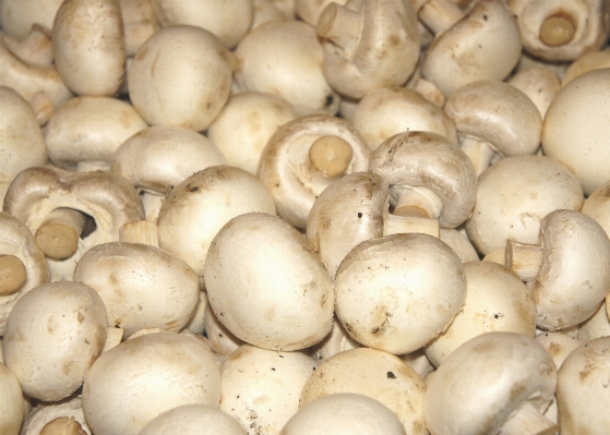 Produce mushroom health fungus Photo